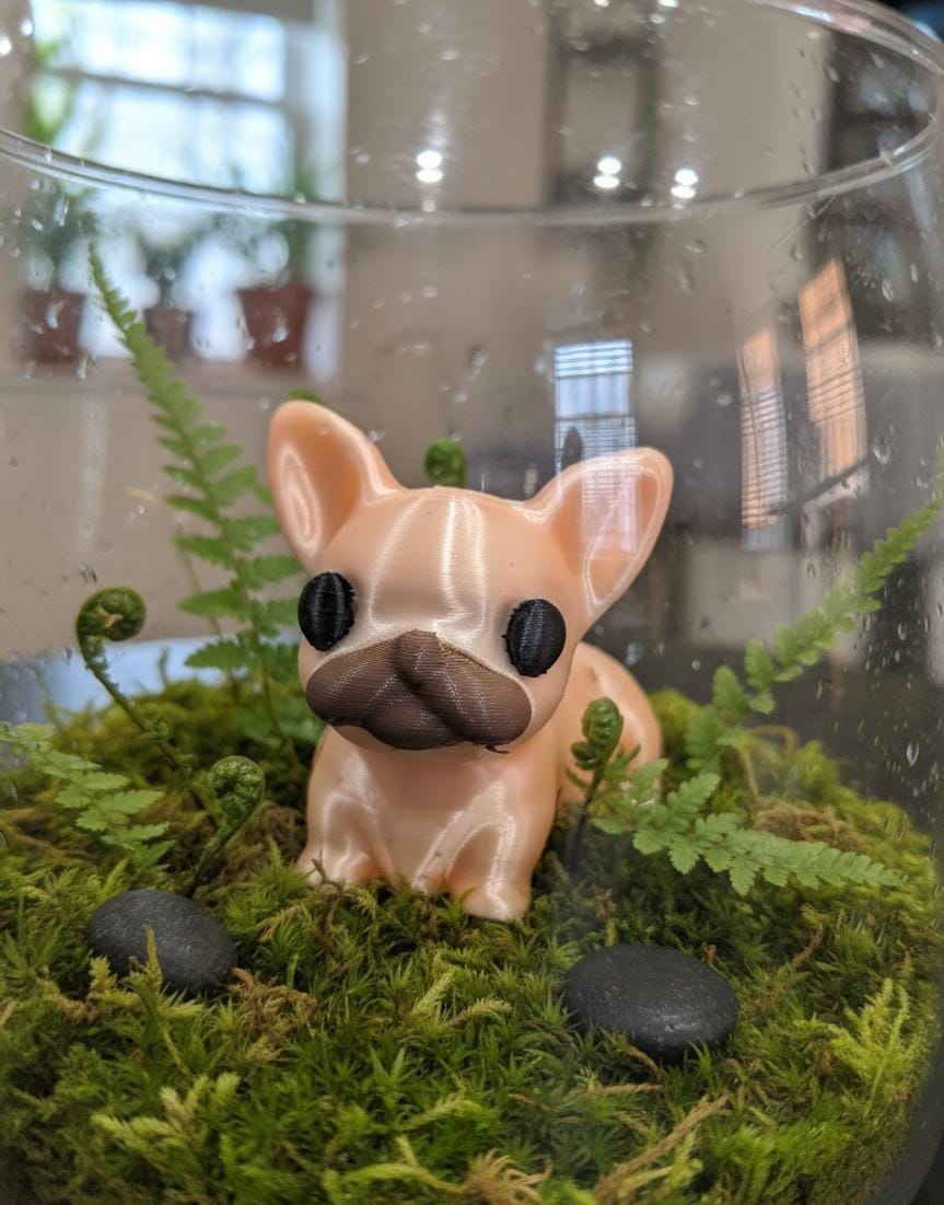 Gummy - The French Bulldog